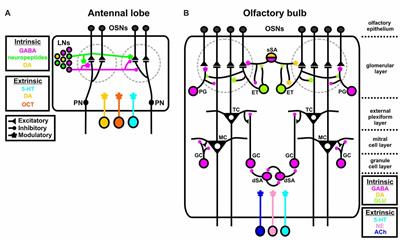 Intrinsic and Extrinsic Neuromodulation of Olfactory Processing